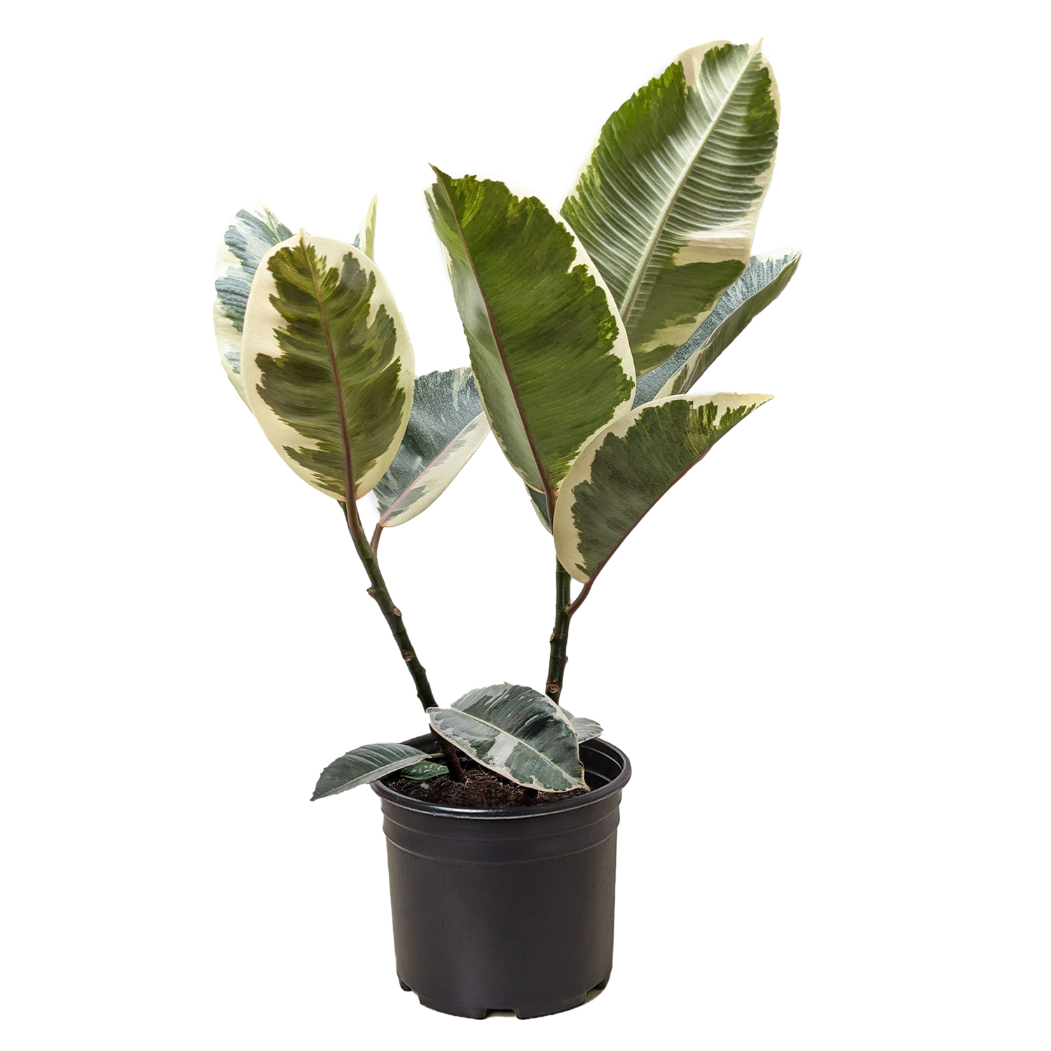 Ficus Elastica &
