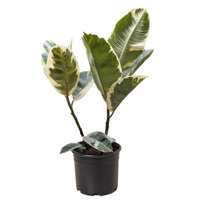 Ficus Elastica &