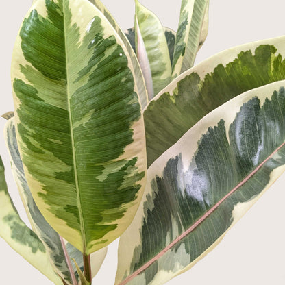 Ficus Elastica &
