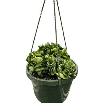 Hoya Rope Plant - Ethereal Company-4" Plant