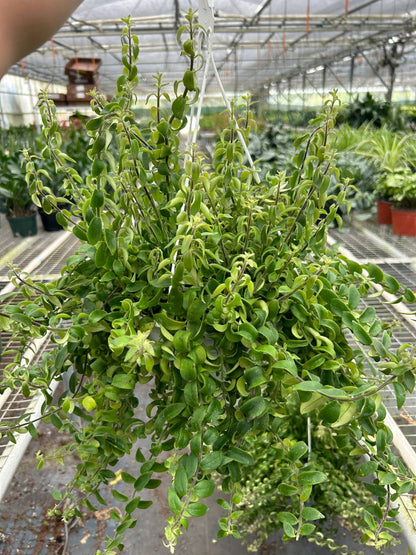 Curly Lipstick Plant - Ethereal Company-Indoor Plants