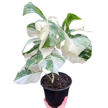 Monstera &