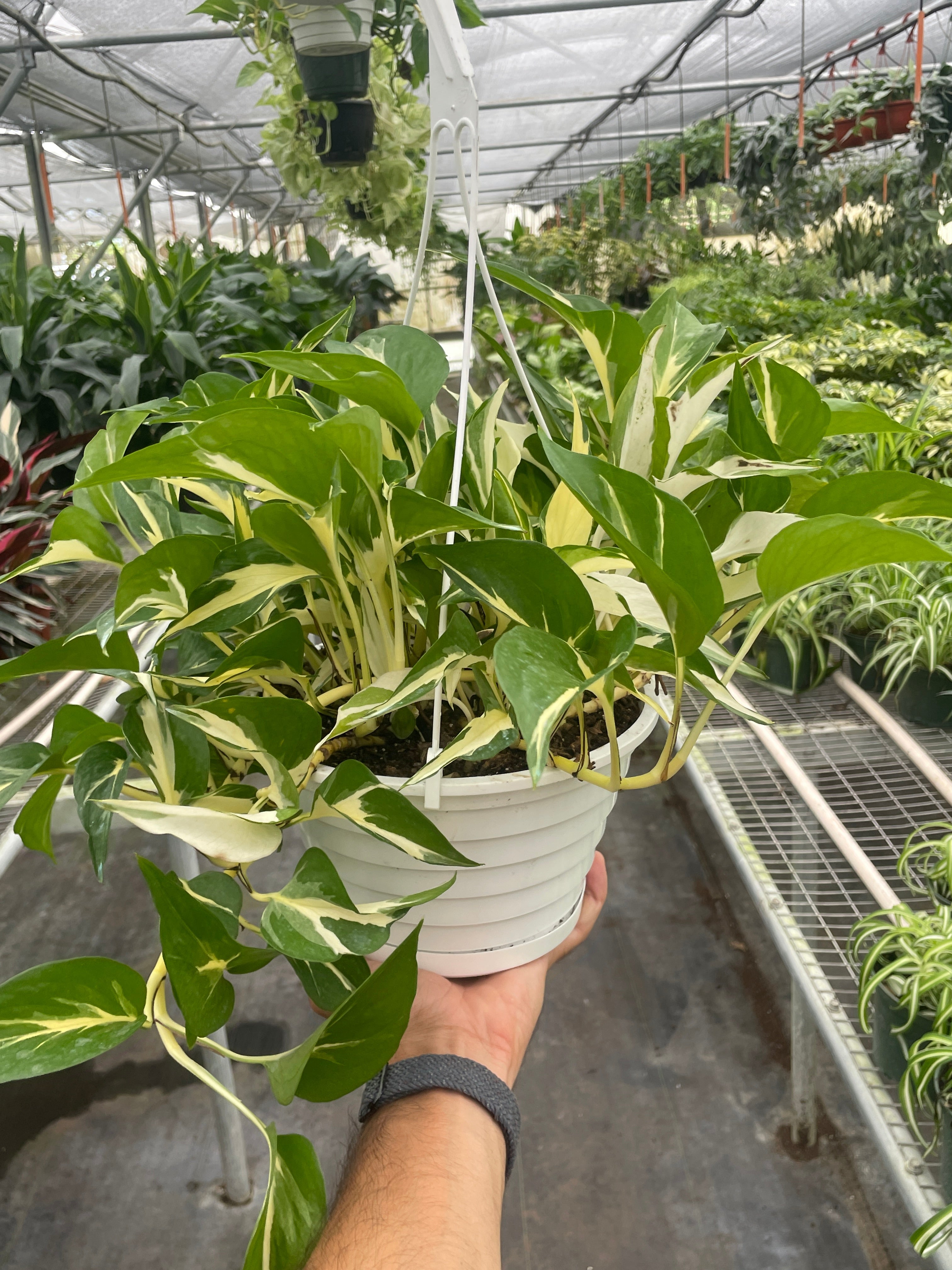 Pothos &