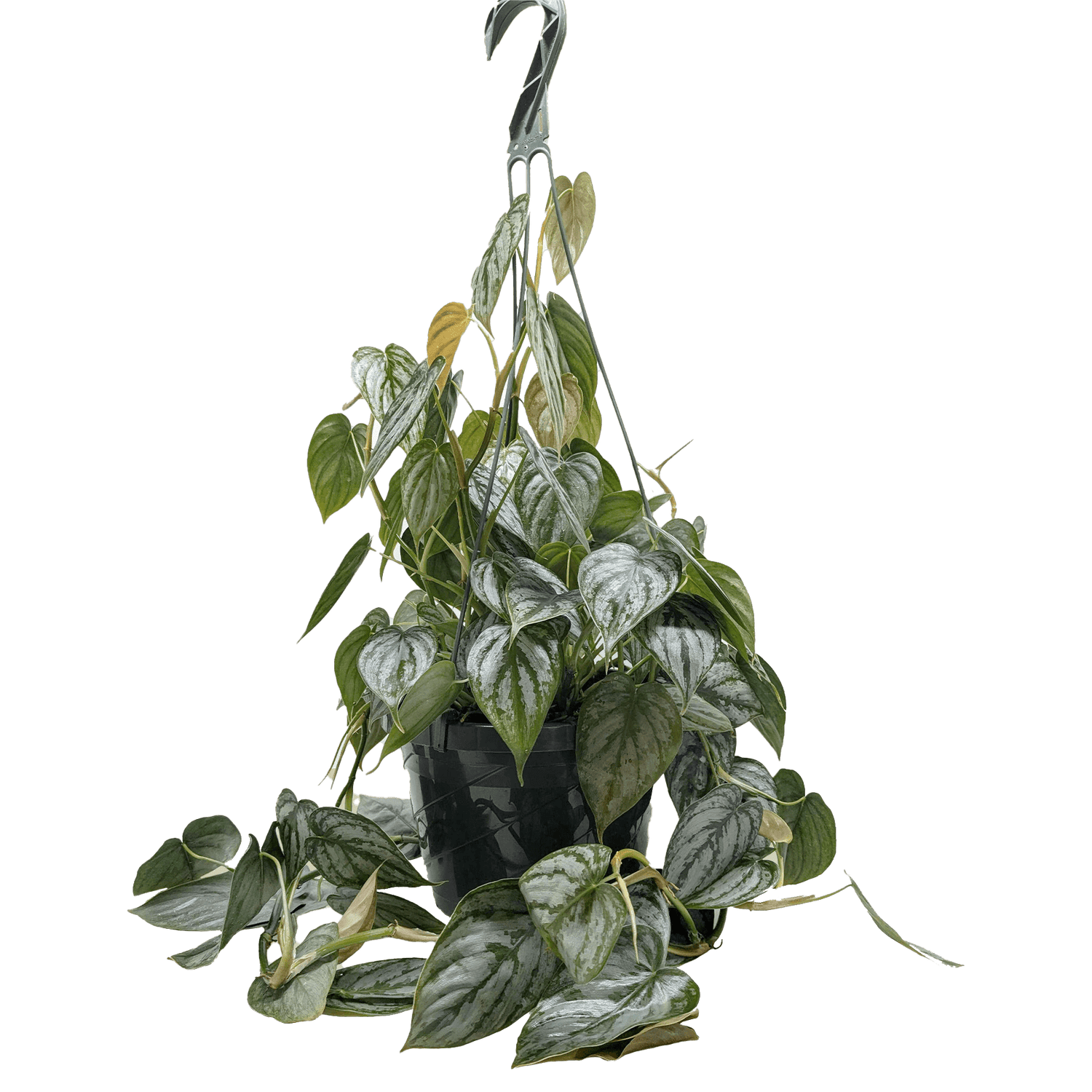 Philodendron &