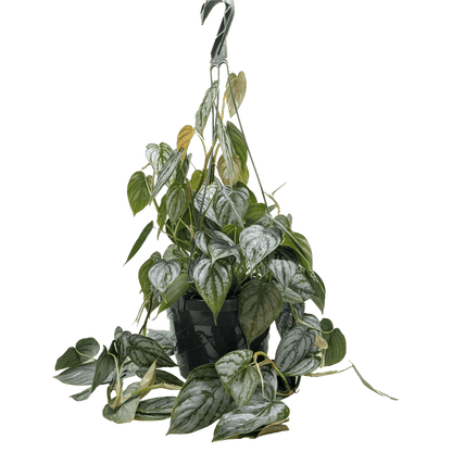 Philodendron &