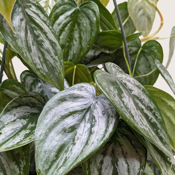 Philodendron &