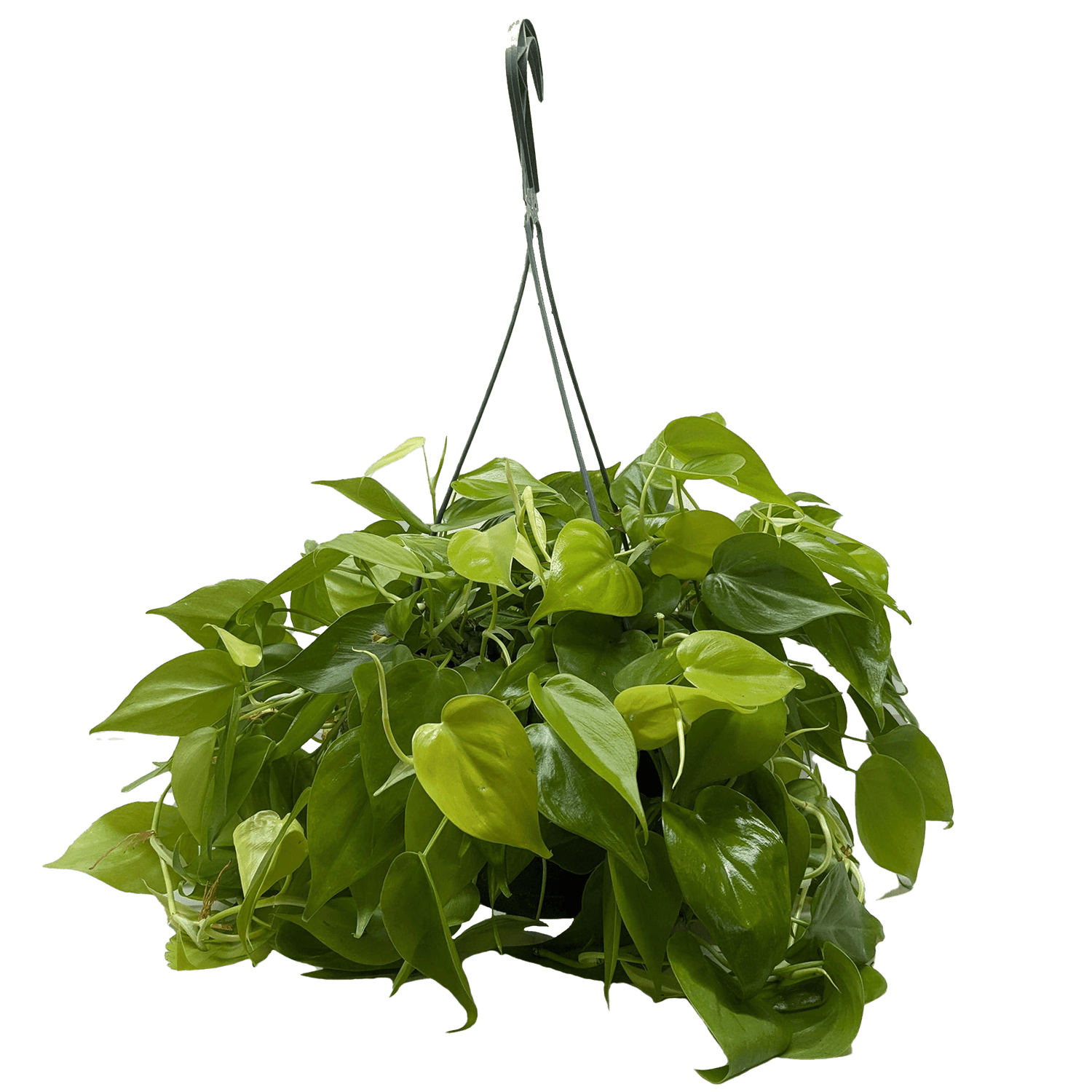 Philodendron &
