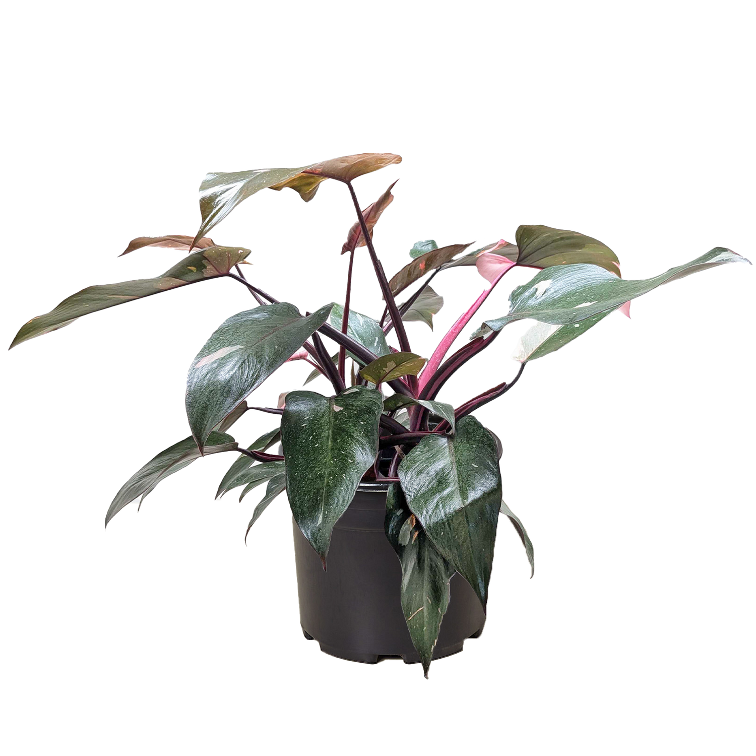 Philodendron &