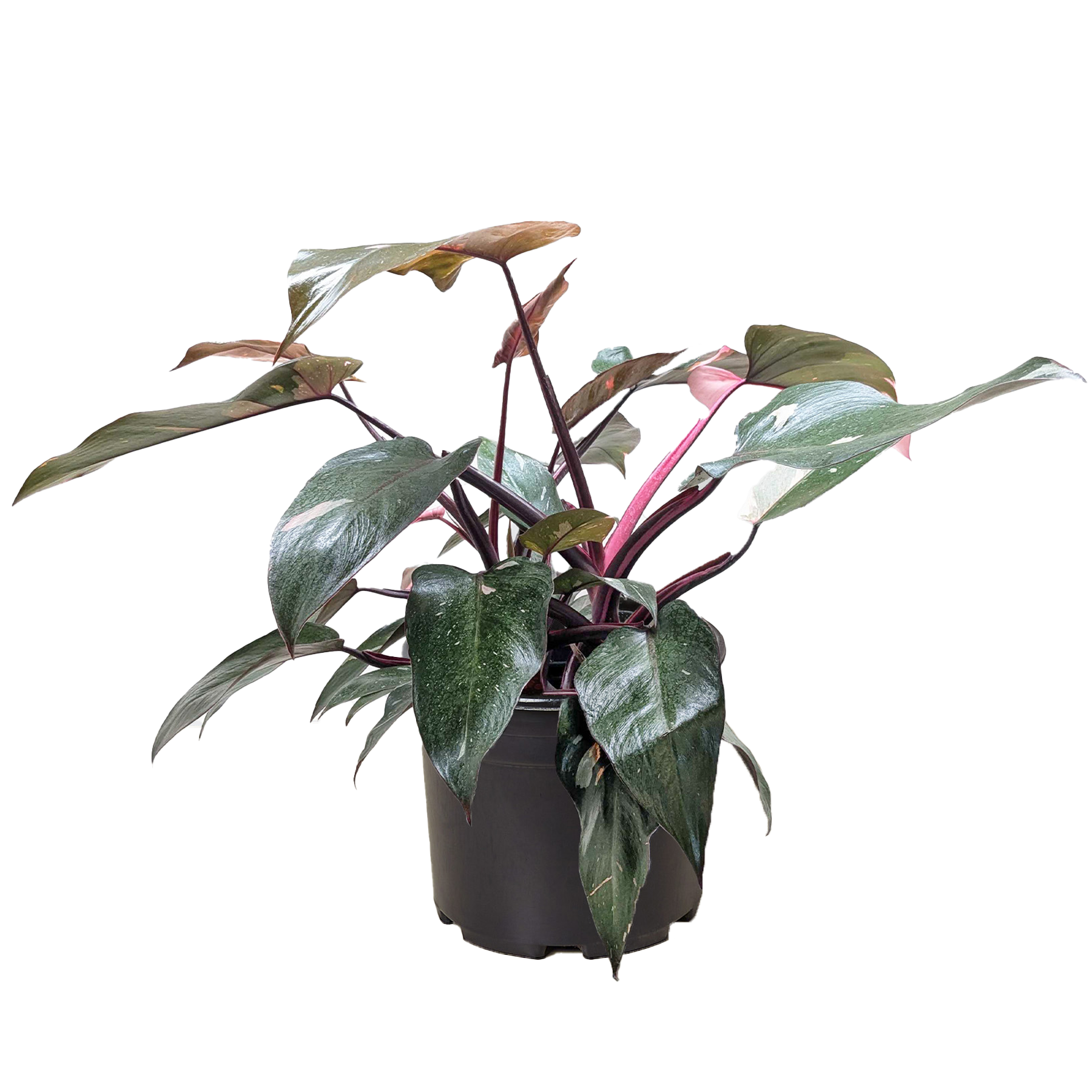 Philodendron &