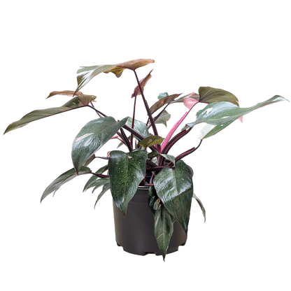 Philodendron &