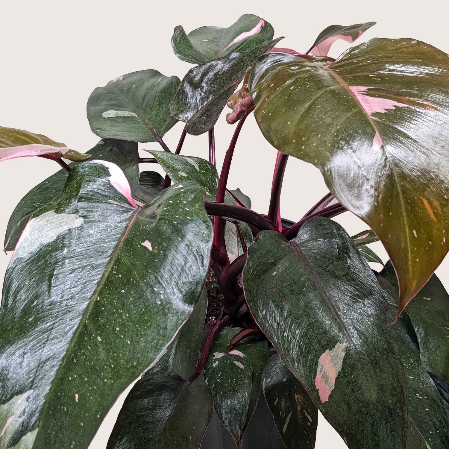 Philodendron &