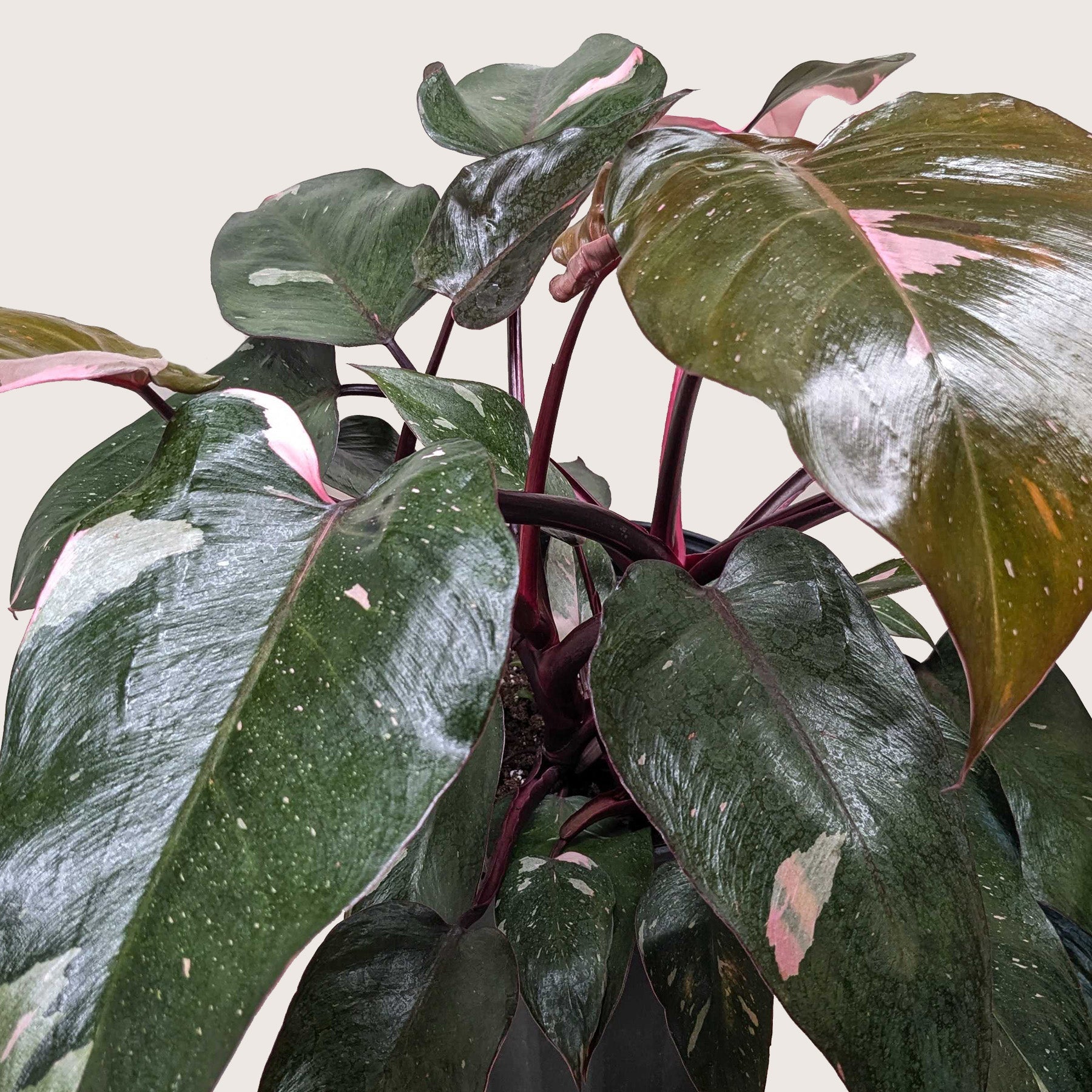 Philodendron &