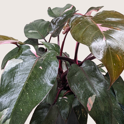 Philodendron &