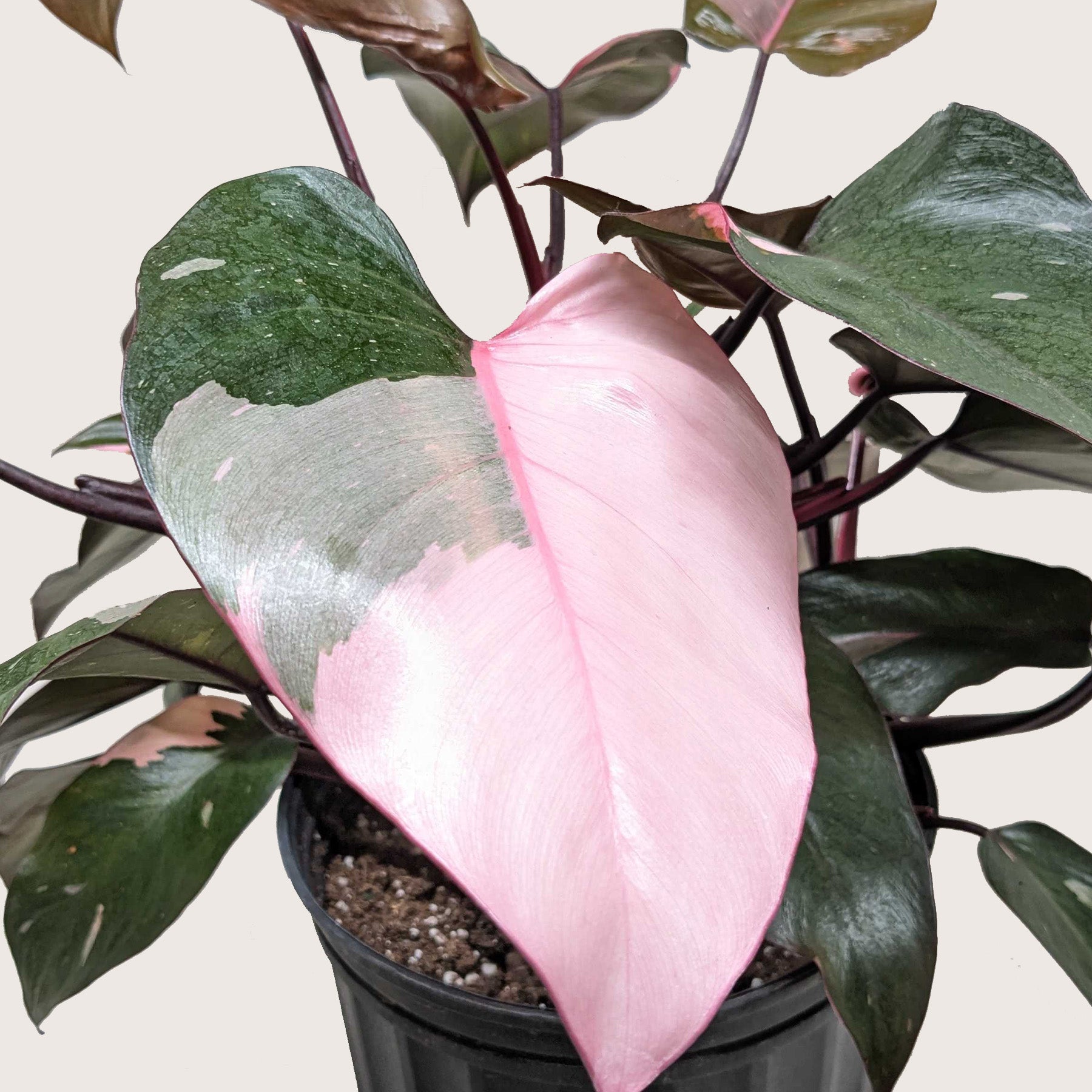 Philodendron &