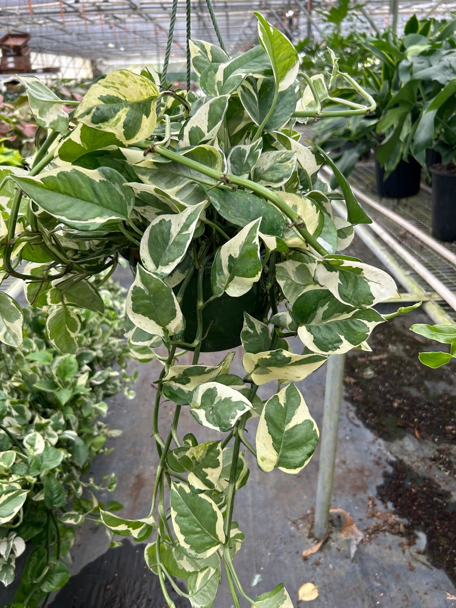 Pothos &