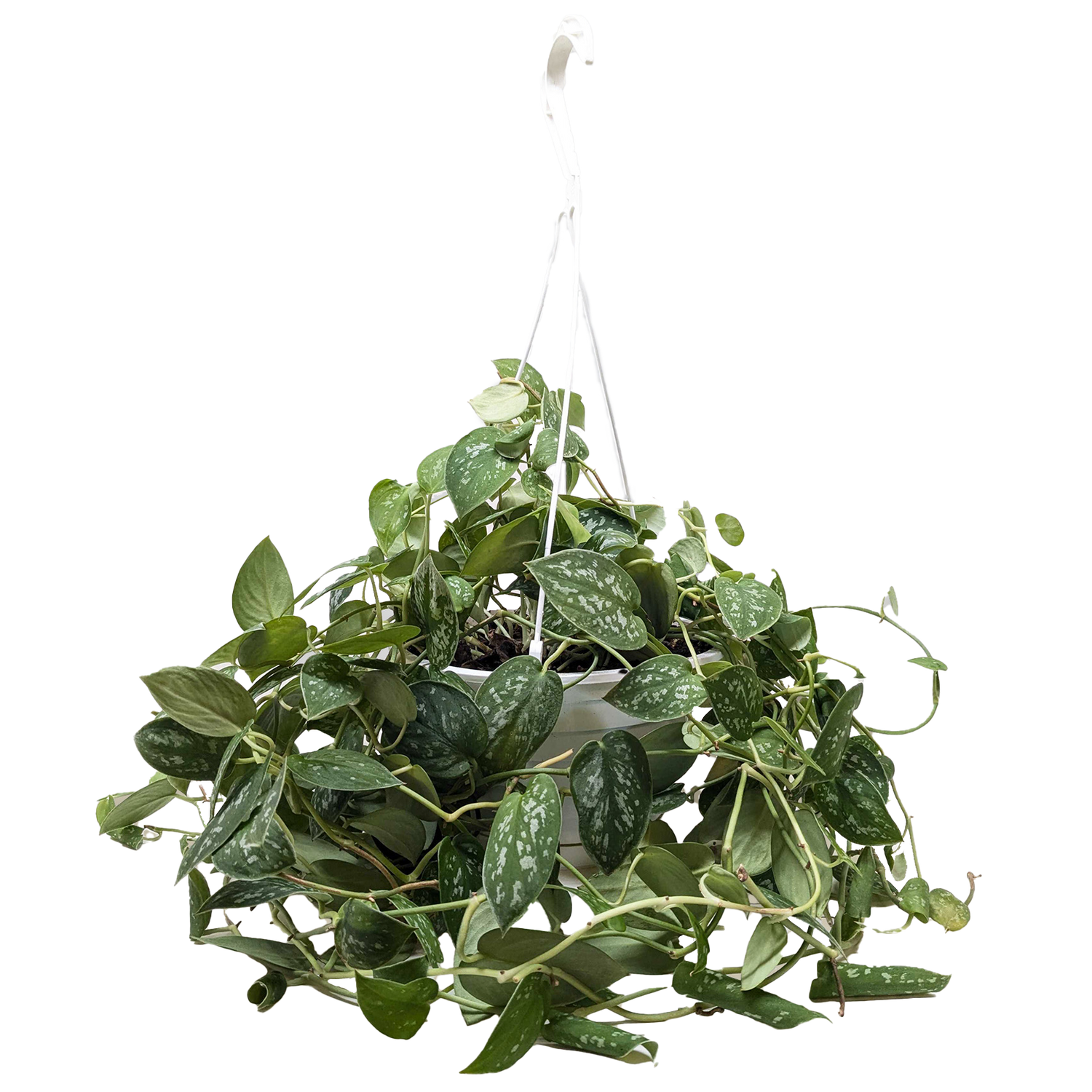 Pothos &