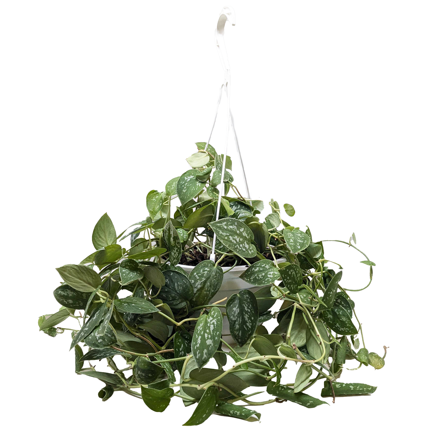 Pothos &