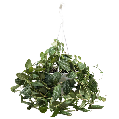 Pothos &
