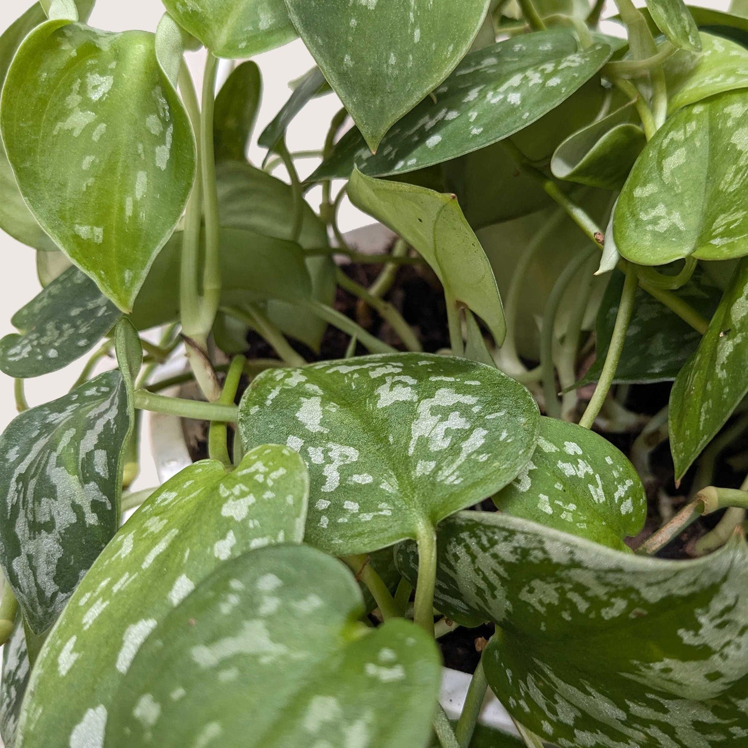 Pothos &