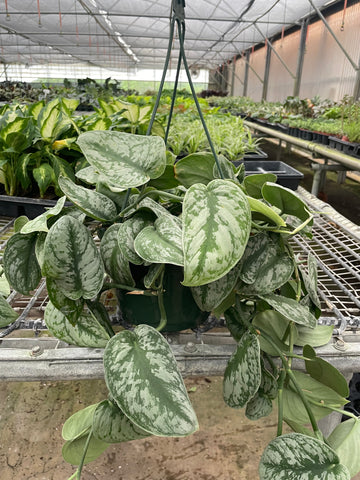 Pothos &