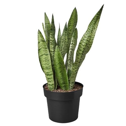 Snake Plant &