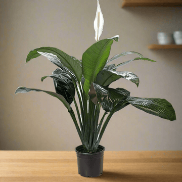 Spathiphyllum &