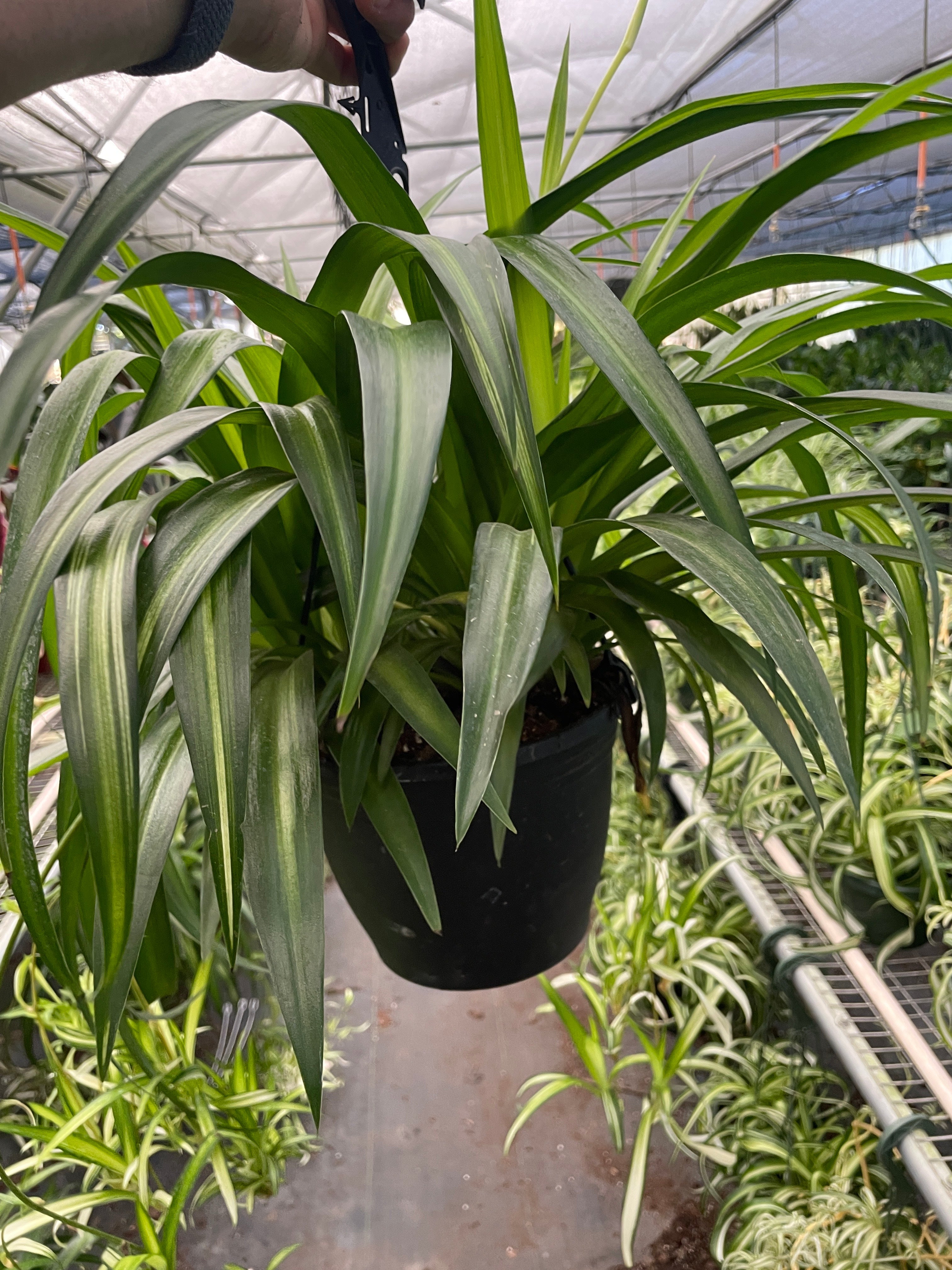 Spider Plant Hawaiian - Ethereal Company-4&quot; Plant