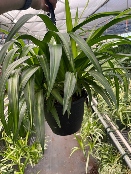Spider Plant Hawaiian - Ethereal Company-4&quot; Plant