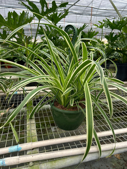 spider plant b&q Spider Plant Reverse Air Purifier
