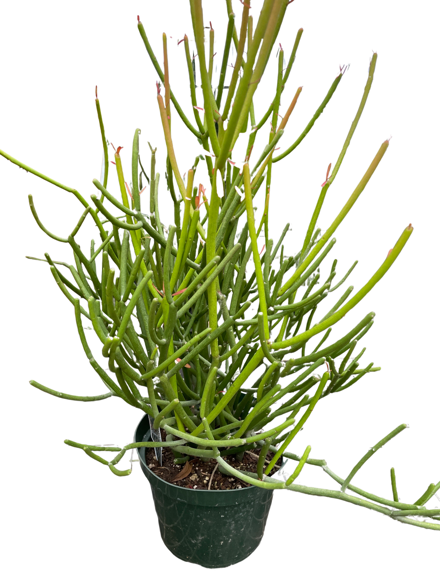 Euphorbia &
