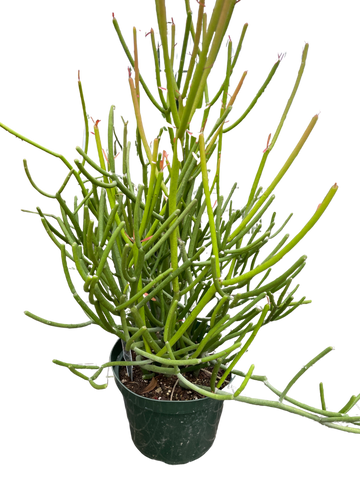 Euphorbia &