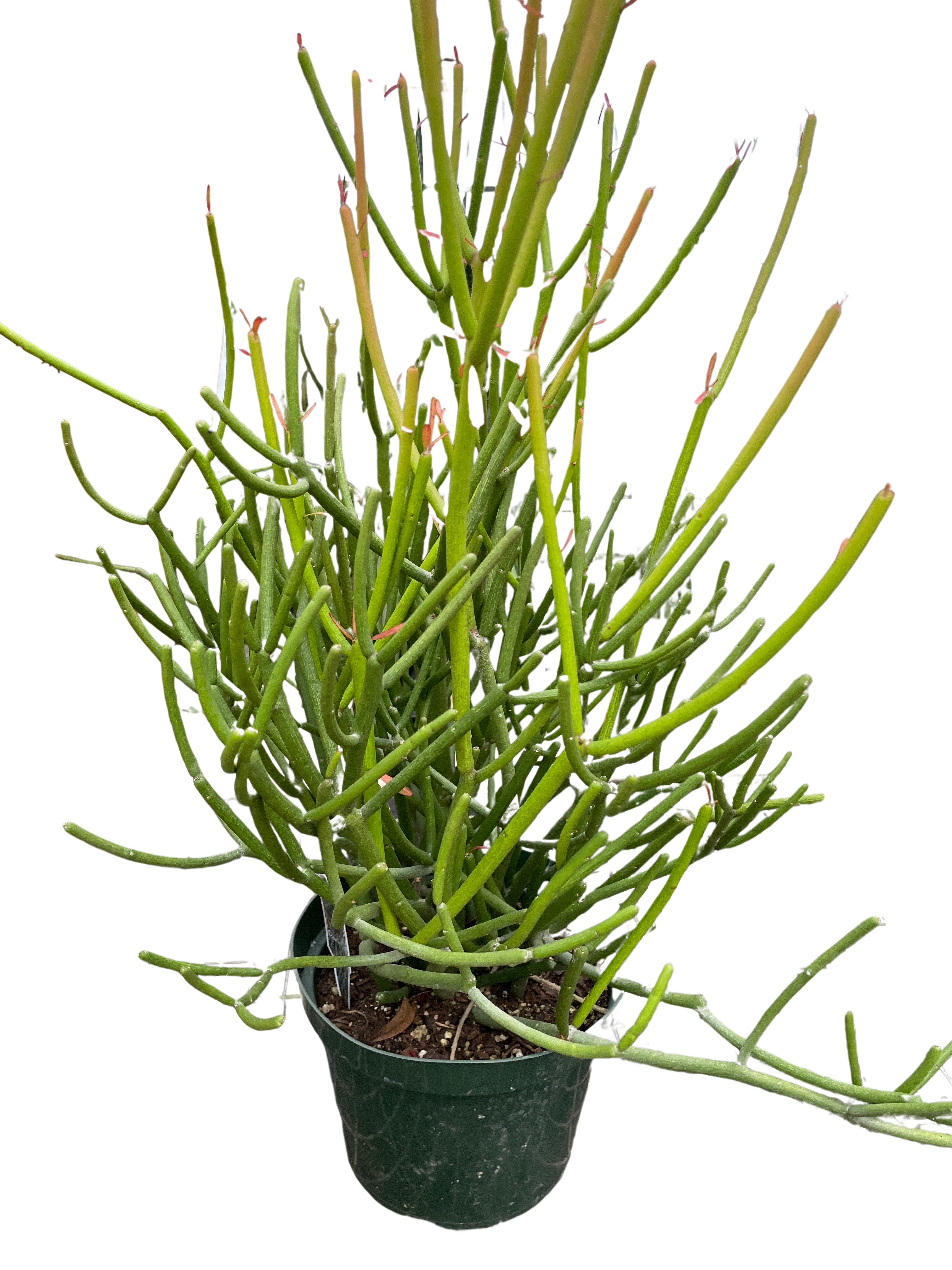 Euphorbia &