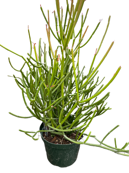 Euphorbia &
