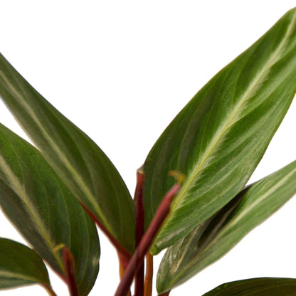 Stromanthe Sanguinea - Ethereal Company-4&quot; Plant