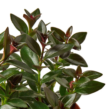 Nematanthus Black Goldfish Plant - Ethereal Company-Default