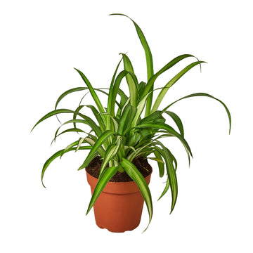 Spider Plant Hawaiian - Ethereal Company-4" Plant