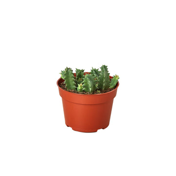 Lifesaver Cactus - Ethereal Company-Succulent