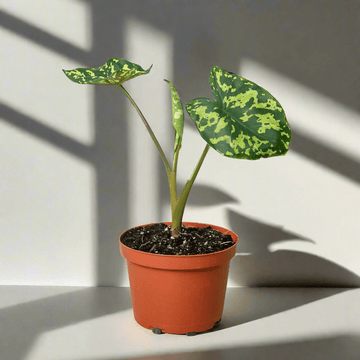 Alocasia &