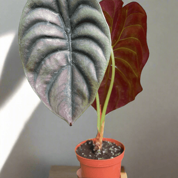 Alocasia &