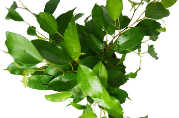 Ficus &