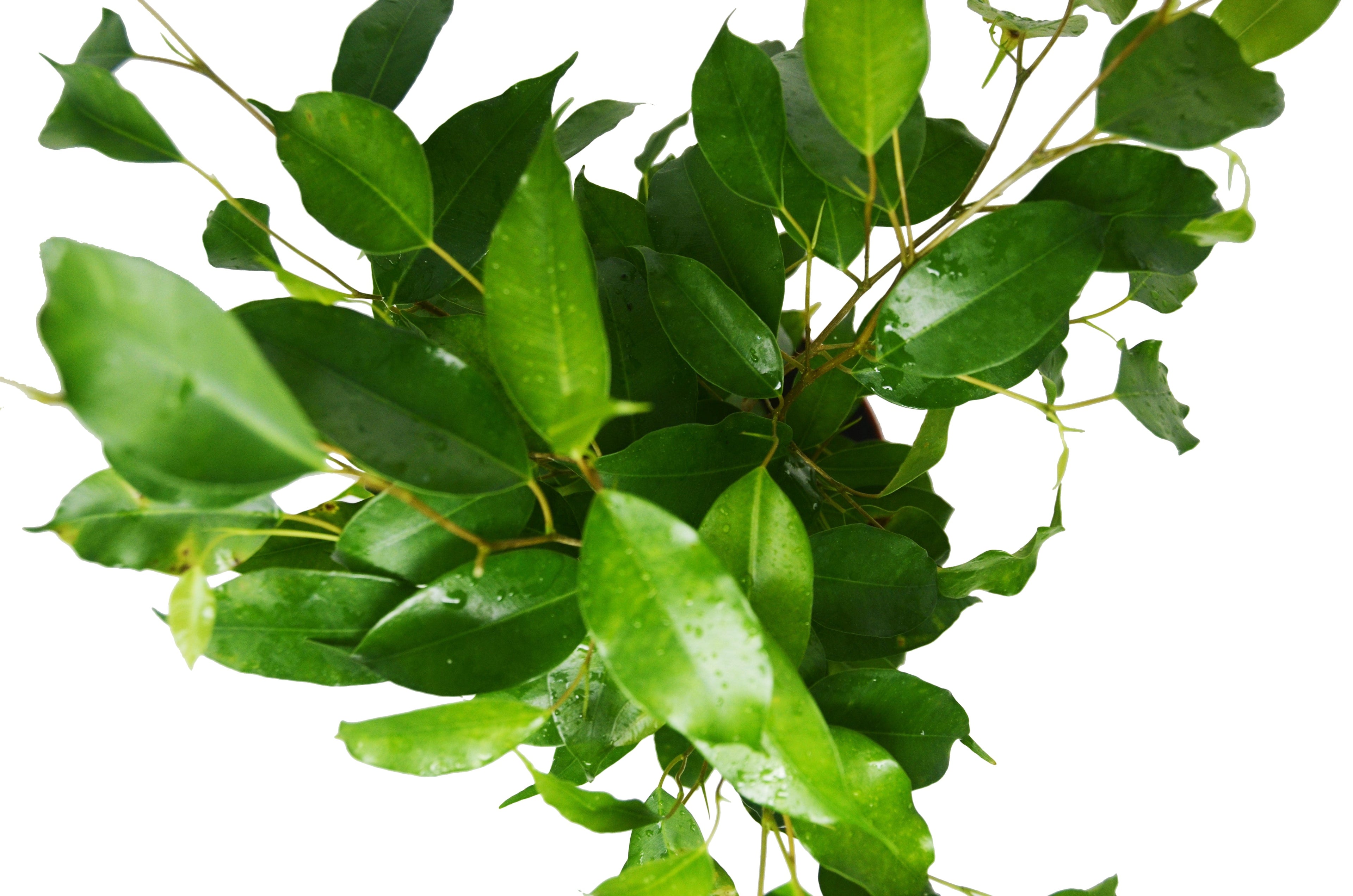 Ficus &