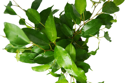 Ficus &