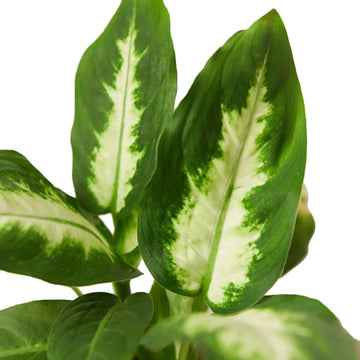 Dieffenbachia Camille - Ethereal Company-Indoor Plants