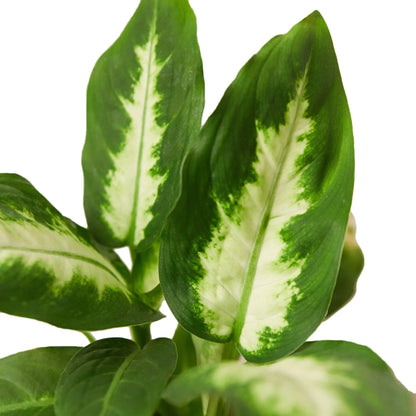 Dieffenbachia Camille - Ethereal Company-Indoor Plants