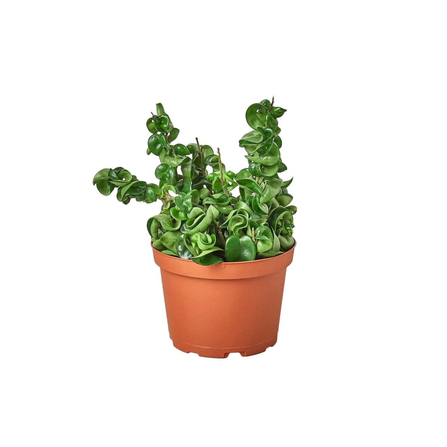 Hoya Rope Plant - Ethereal Company-4&quot; Plant