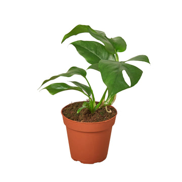 Philodendron Mini Monstera Minima - Ethereal Company-4" Plant (1pk/$2) ($6 Ship/15oz)