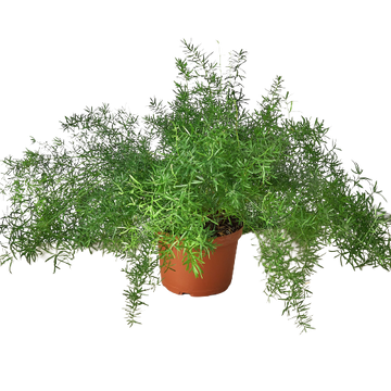 Fern &