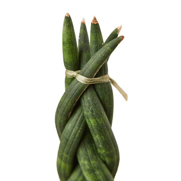 Snake Plant Braided - Ethereal Company4" Plant