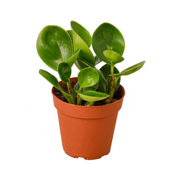 Peperomia Thailand - Ethereal CompanyIndoor Plants