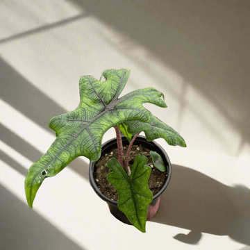 Alocasia &